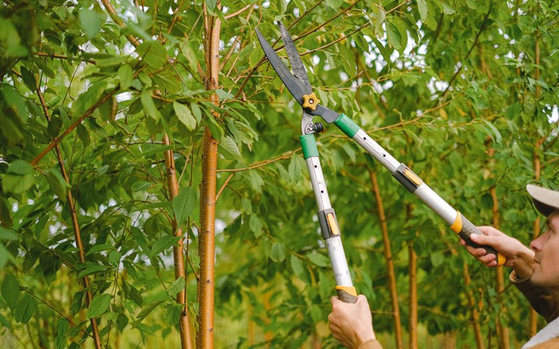 Tree trimming in Winnebago, NE