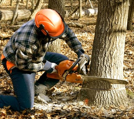 Tree Removal in Winnebago, NE
